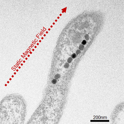 Magnetite aligned_L.jpg
